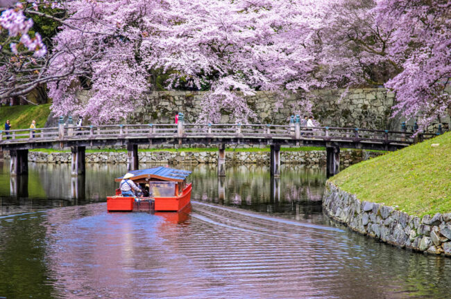 彦根城の桜_13632